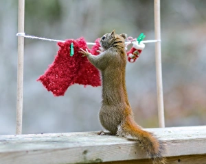 Images Dated 5th January 2012: Just need one more clothespin