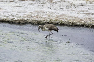 Images Dated 29th October 2012: Juvenile Andean Flamingo -Phoenicoparrus andinus-, salt lake Salar de Surire, Putre