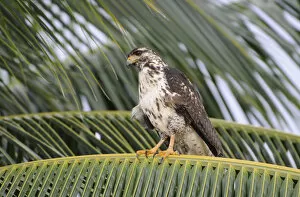 Images Dated 11th December 2007: Juvenile black hawk, Buteogallus anthracinus, perched in coconut palm