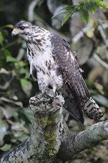 Panama Gallery: Juvenile black hawk, Buteogallus anthracinus. Granito de Oro, Parque Nacional Coiba, Panama