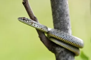 Bulgaria Gallery: Juvenile Caspian Whip Snake (Dolichophis caspius)