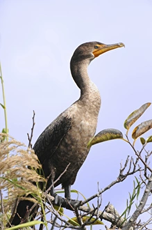 Images Dated 7th December 2007: Juvenile double-crested cormorant, Phalacrocorax auritus. Everglades National Park, Florida, USA