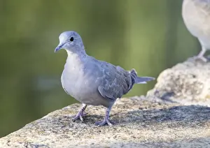Eating Prints: Juvenile Eurasian Collared-Dove (Streptopelia decaocto). Spain