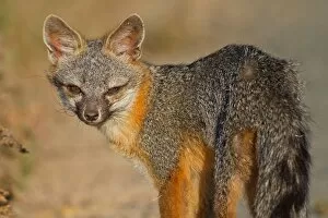 Juvenile Fox
