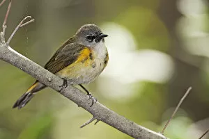 Images Dated 18th May 2014: Juvenile male American Redstart