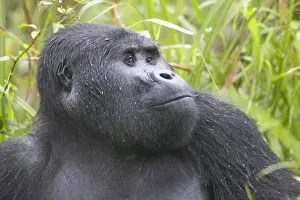 Paul Souders Photography Prints: Juvenile Mountain Gorilla (Gorilla gorilla beringei)