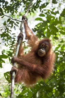 Images Dated 21st September 2015: Juvenile orangutan hanging on a tree