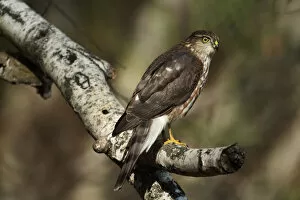 Images Dated 25th October 2013: Juvenile sharp-shinned hawk hunting from perch