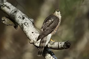 Images Dated 25th October 2013: Juvenile sharp-shinned hawk in late October
