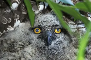 A juvenile Spotted Eagle Owl, Bubo africanus; hiding under a bush near the nest
