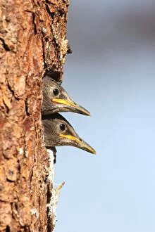 Images Dated 10th May 2012: Juvenile starlings -Stunus vulgaris- looking out of nesting hole, Allgaeu region, Bavaria