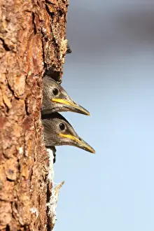 Nesting Site Prints: Juvenile starlings -Stunus vulgaris- looking out of nesting hole