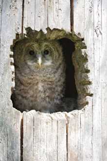Diurnal Bird Of Prey Gallery: Juvenile Ural Owl -Strix uralensis-, Neuschoenau outdoor animal enclosure, Bavarian Forest