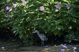 Images Dated 26th August 2014: Juvenile yellow-crowned night heron in August