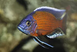 Kadango red fin hap -Copadichromis borleyi, syn. Haplochromis borleyi, Haplochromis red kadango
