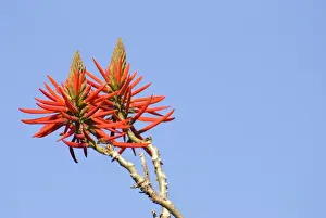 Blooms Prints: Kaffirboom coral (Erythrina caffra Thunb. ) flowers