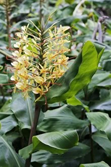 Big Island Hawaii Islands Gallery: Kahili ginger, Ginger lily -Hedychium gardnerianum-, invasive plant