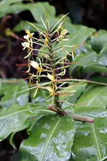 Kahili ginger, ginger lily -Hedychium gardnerianum-, blossom, invasive species, Hawaii Volcanoes National Park, Hawaii, USA
