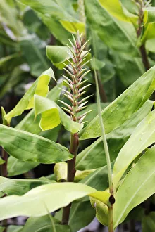 Images Dated 26th June 2012: Kahili Ginger, ornamental ginger -Hedychium sp.-, in flower, invasive species