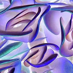 Textured Effect Collection: Kalanchoe Plant Abstract