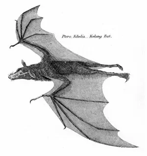 Images Dated 29th July 2016: Kalong bat illustration 1803