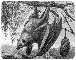 Bat Animal Prints: The Kalong (Pteropus Edulis)