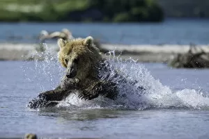 Images Dated 28th July 2016: Kamchatka Brown Bear Hunting