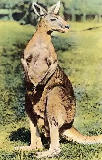 Images Dated 25th August 2003: Kangaroo