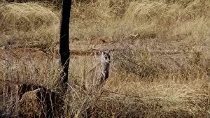 Images Dated 21st December 2016: Kangaroo at Daintree National Park
