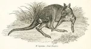 Images Dated 3rd April 2017: Kangaroo engraving 1803