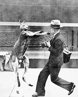 Attacking Prints: Kangaroo Lunging at Photographer