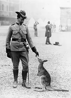 Kangaroo Mascot