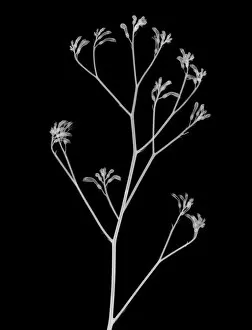 Flowers and Plants Inside Out Gallery: Kangaroo paw (Anigozanthos sp.), X-ray