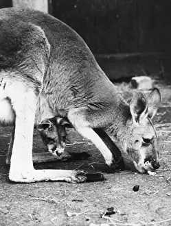 Kangaroo Pouch