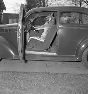 Vehicle Door Prints: Kangaroo sitting inside of car, smoking pipe