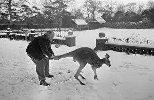 Australian Prints: Kangaroo In The Snow