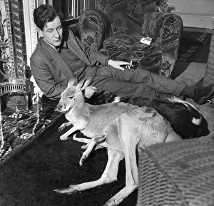 Fireplace Prints: Kangaroos By The Fire