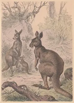 Kangaroo Prints: Kangaroos, hand-colored lithograph, published in 1887