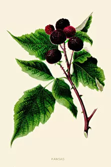 Images Dated 11th June 2018: Kansas Berry fruit illustration 1891