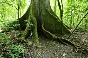 Lush Foliage Gallery: Kapok tree -Ceiba pentandra- in the tropical rain forest, Rincon de la Vieja National Park