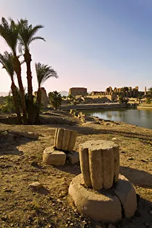 Date Palm Tree Gallery: karnak temple. luxor