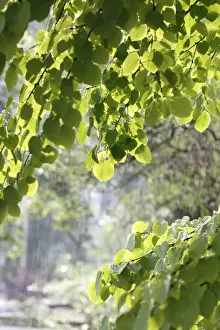 Rain Swept Prints: Katsura tree (Cercidiphyllum) during a summer rain