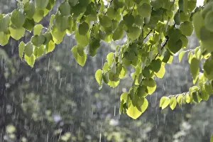 Weather Prints: Katsura tree (Cercidiphyllum) during a summer rain