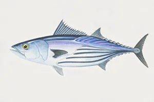 Dorling Kindersley Prints Gallery: Katsuwonus pelamis, Skipjack Tuna, side view