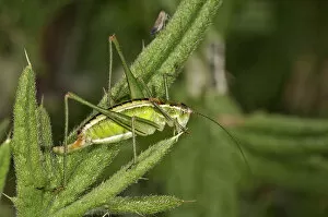 Katydid or Bush-cricket -Poecilimon jonicus-, female, Makrigialos, Greece, Europe