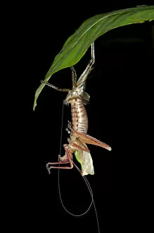 Katydid, bush-cricket -Tettigoniidae- sloughing its skin, Tiputini rainforest, Yasuni National Park, Ecuador