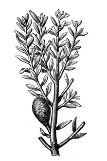 Cone Prints: Kauri (Agathis australis)