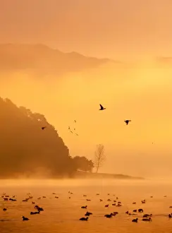 Lake Kawaguchi Prints: Kawaguchi lake with flying ducks and mist