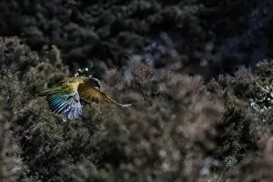 Images Dated 11th December 2012: Kea (Nestor notabilis) in flight, New Zealand