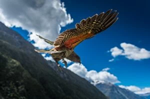 a Kea parrot flying above mountains
